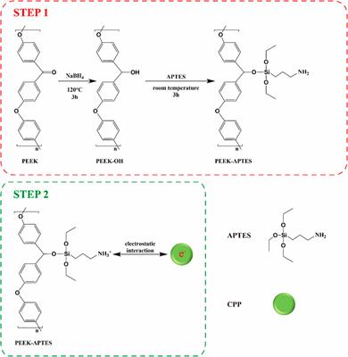 Biocompatibility and osteoinductive ability of casein phosphopeptide modified polyetheretherketone